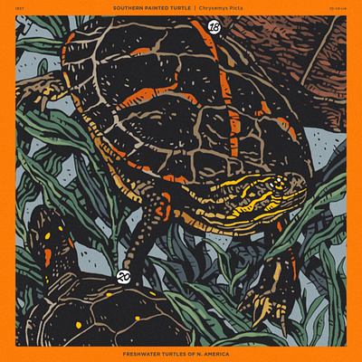 Southern Painted Turtle illustration painted turtle turtle